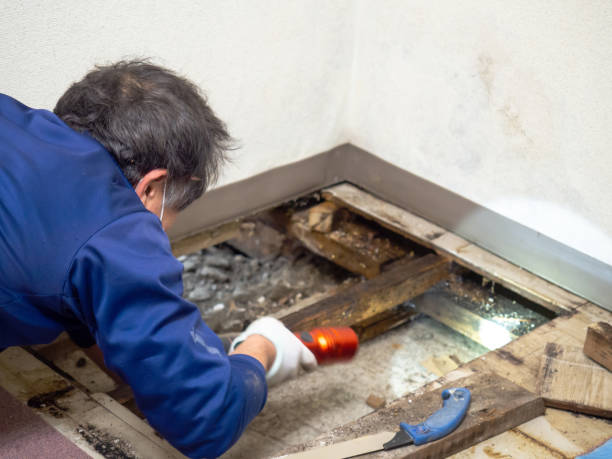 Crawl Space Mold Removal in Davenport, FL