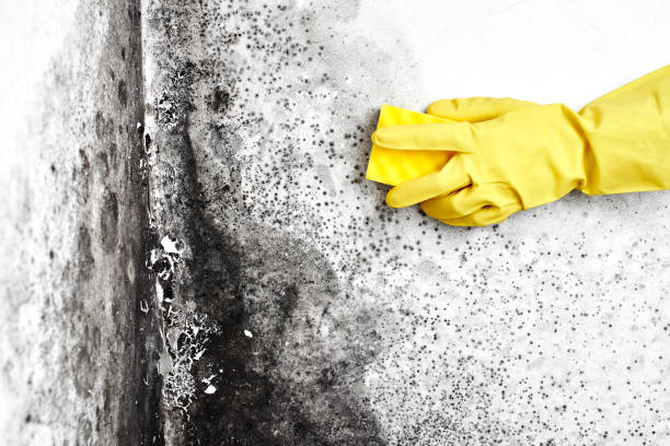 Best Mold Cleaning Services  in Davenport, FL