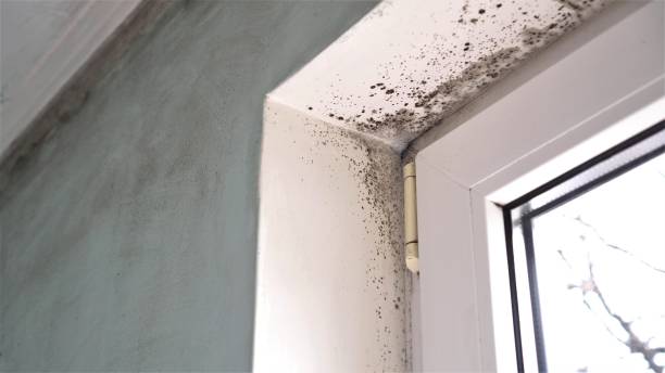 Best Office Mold Removal Services  in Davenport, FL