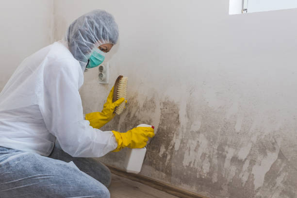 Certified Mold Removal in Davenport, FL