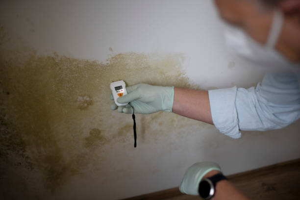 Best Mold Testing  in Davenport, FL