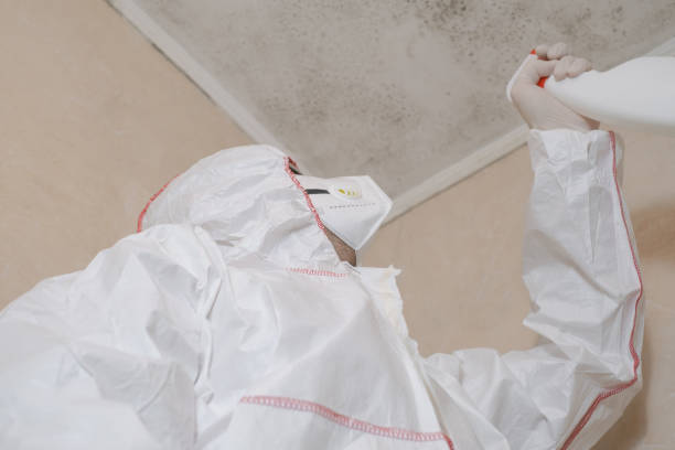 Best Mold Removal Company Near Me  in Davenport, FL