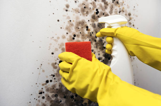Best Home Mold Removal  in Davenport, FL