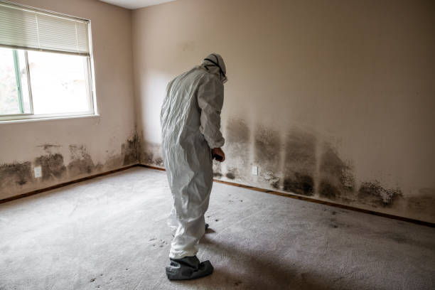 Best Certified Mold Removal  in Davenport, FL