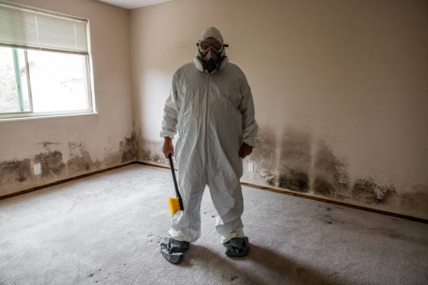 Best Affordable Mold Removal  in Davenport, FL