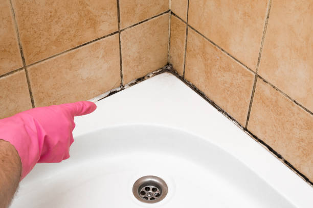 Professional Mold Removal in Davenport, FL