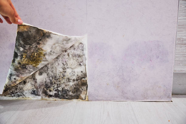 Best Affordable Mold Removal  in Davenport, FL